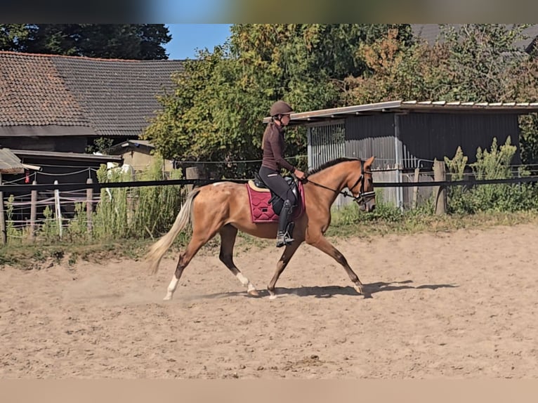 Appaloosa Mix Wallach 3 Jahre 153 cm Fuchs in M&#xFC;lheim an der Ruhr