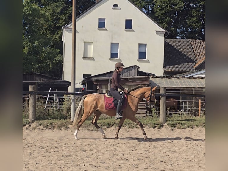 Appaloosa Mix Wallach 3 Jahre 153 cm Fuchs in M&#xFC;lheim an der Ruhr