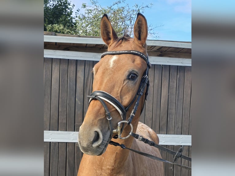 Appaloosa Mix Wallach 3 Jahre 153 cm Fuchs in M&#xFC;lheim an der Ruhr
