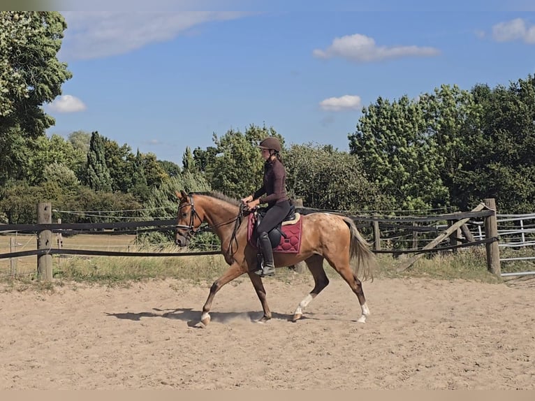 Appaloosa Mix Wallach 3 Jahre 153 cm Fuchs in M&#xFC;lheim an der Ruhr