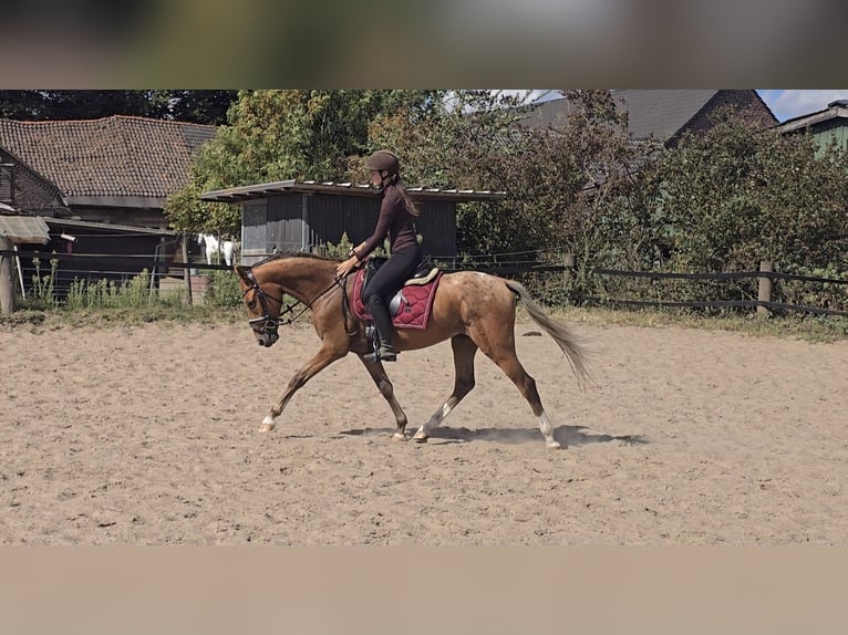 Appaloosa Mix Wallach 3 Jahre 153 cm Fuchs in M&#xFC;lheim an der Ruhr
