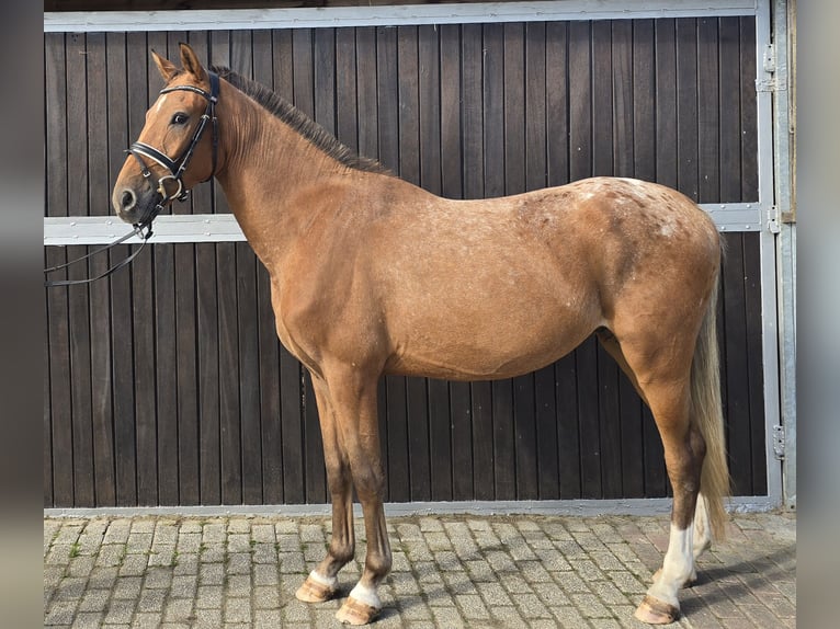 Appaloosa Mix Wallach 3 Jahre 153 cm Fuchs in M&#xFC;lheim an der Ruhr