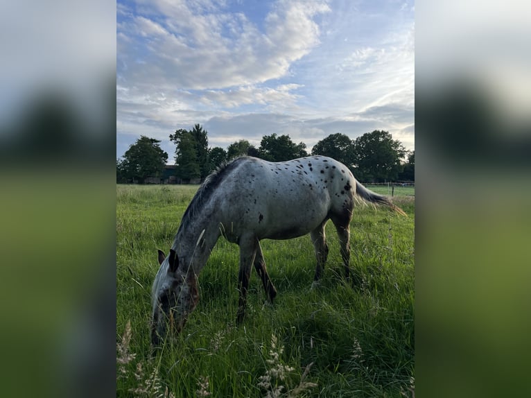 Appaloosa Wallach 3 Jahre 153 cm Roan-Bay in Kutenholz
