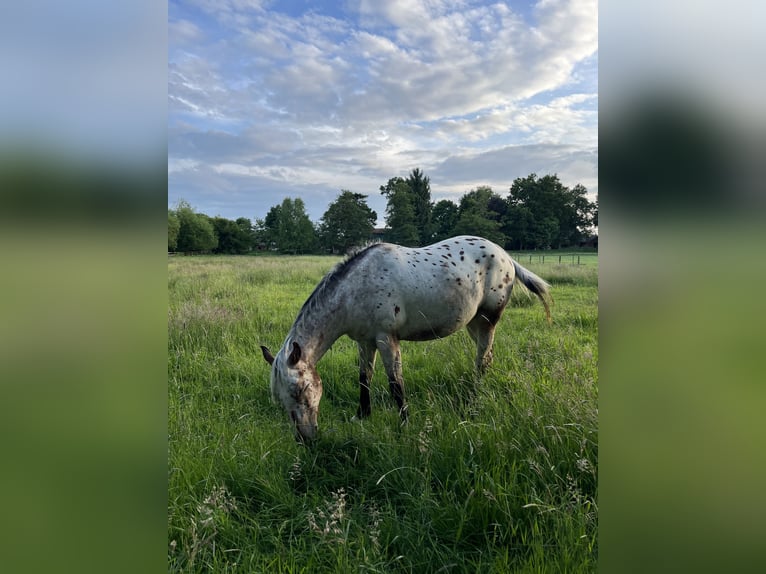 Appaloosa Wallach 3 Jahre 153 cm Roan-Bay in Kutenholz