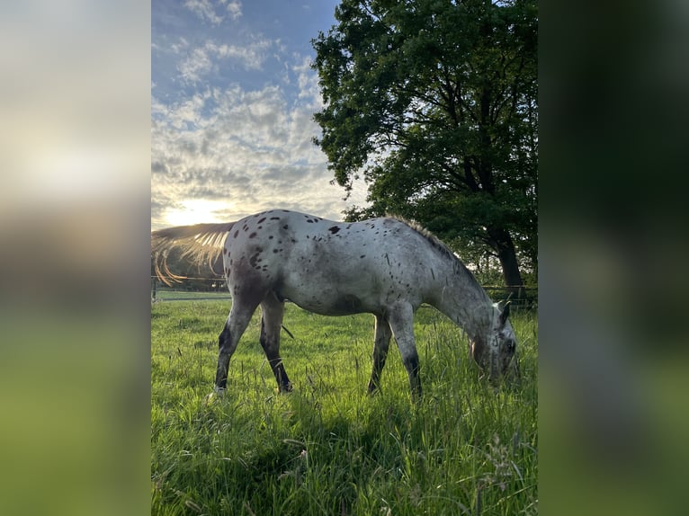 Appaloosa Wallach 3 Jahre 153 cm Roan-Bay in Kutenholz