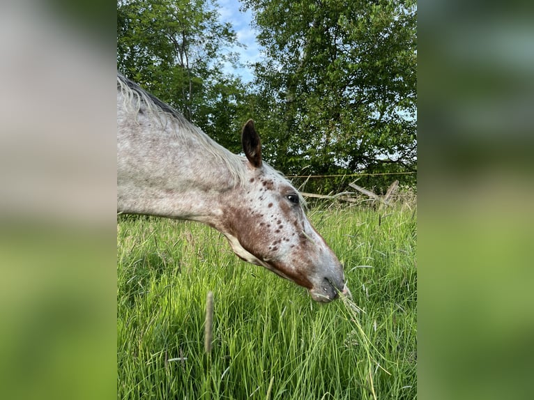 Appaloosa Wallach 3 Jahre 153 cm Roan-Bay in Kutenholz