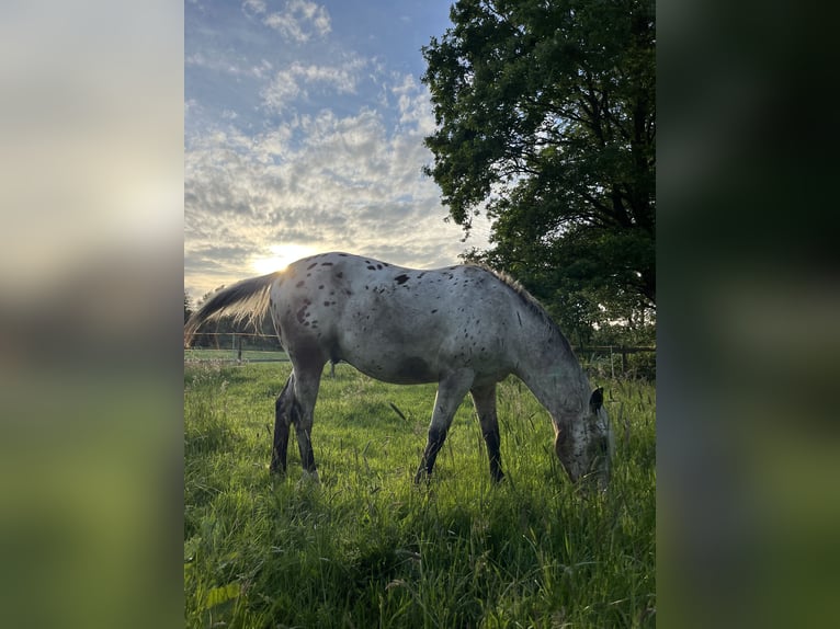 Appaloosa Wallach 3 Jahre 153 cm Roan-Bay in Kutenholz