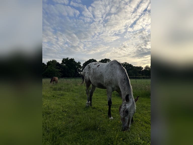 Appaloosa Wallach 3 Jahre 153 cm Roan-Bay in Kutenholz