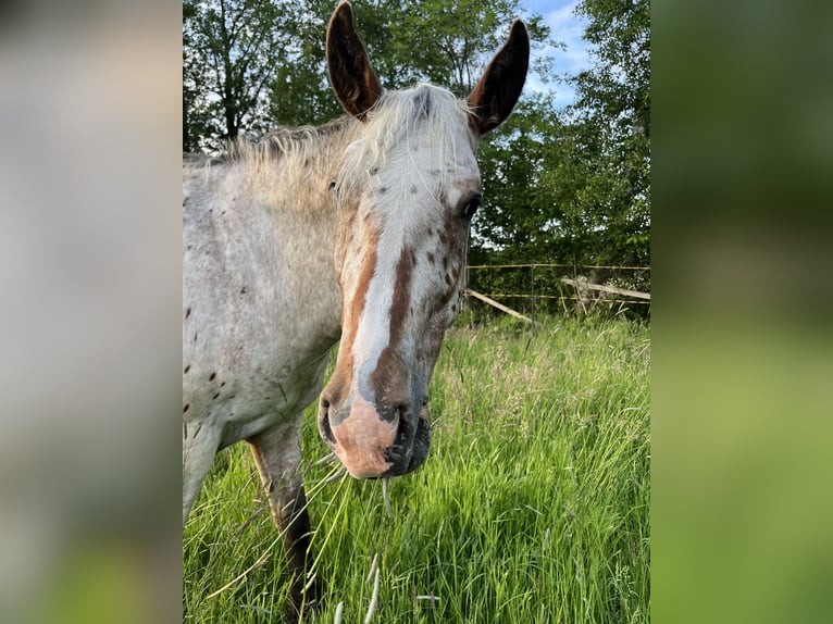 Appaloosa Wallach 3 Jahre 153 cm Roan-Bay in Kutenholz