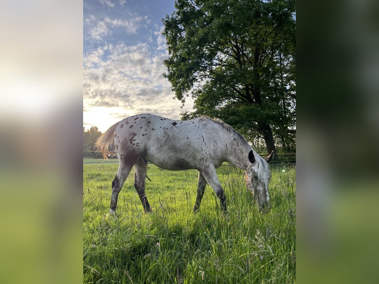 Appaloosa Wallach 3 Jahre 153 cm Roan-Bay in Kutenholz