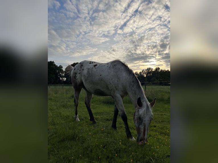 Appaloosa Wallach 3 Jahre 153 cm Roan-Bay in Kutenholz