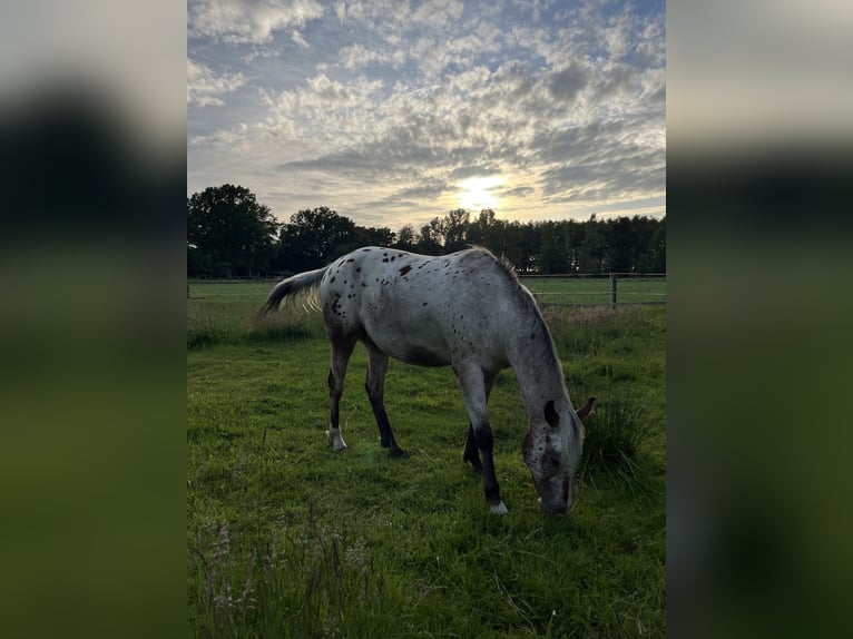 Appaloosa Wallach 3 Jahre 153 cm Roan-Bay in Kutenholz