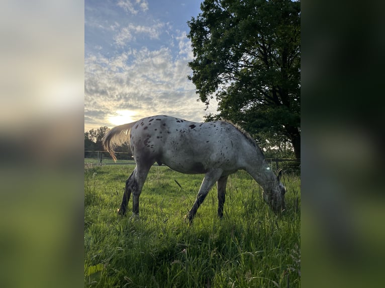 Appaloosa Wallach 3 Jahre 153 cm Roan-Bay in Kutenholz