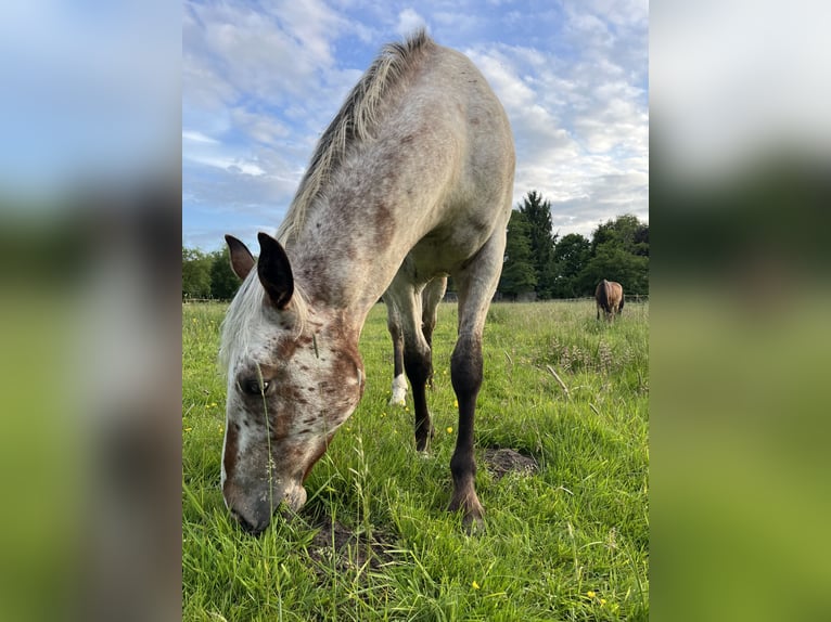 Appaloosa Wallach 3 Jahre 153 cm Roan-Bay in Kutenholz