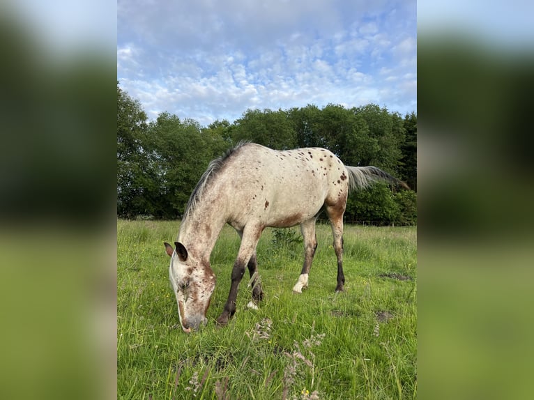 Appaloosa Wallach 3 Jahre 153 cm Roan-Bay in Kutenholz