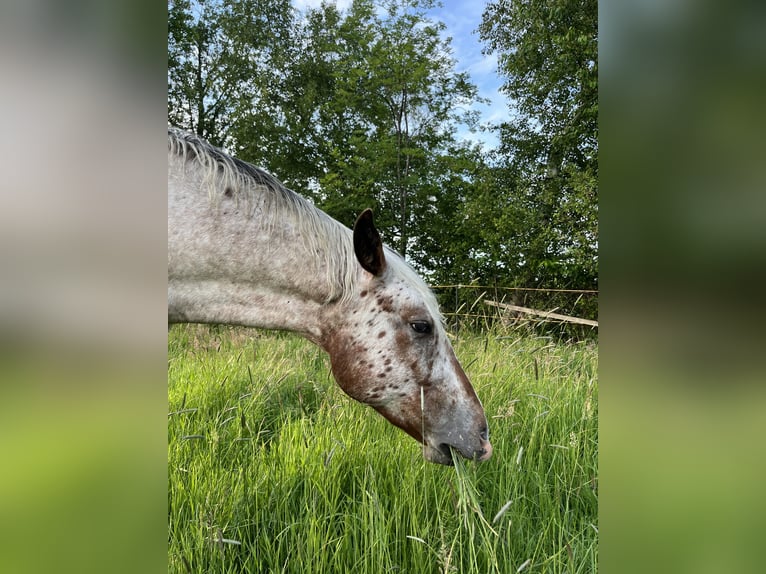 Appaloosa Wallach 3 Jahre 153 cm Roan-Bay in Kutenholz