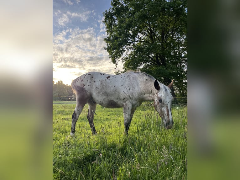 Appaloosa Wallach 3 Jahre 153 cm Roan-Bay in Kutenholz