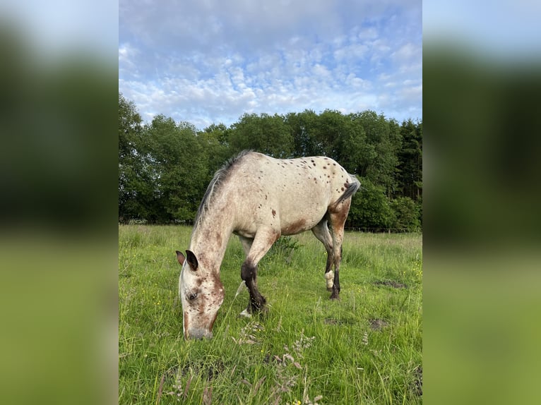 Appaloosa Wallach 3 Jahre 153 cm Roan-Bay in Kutenholz