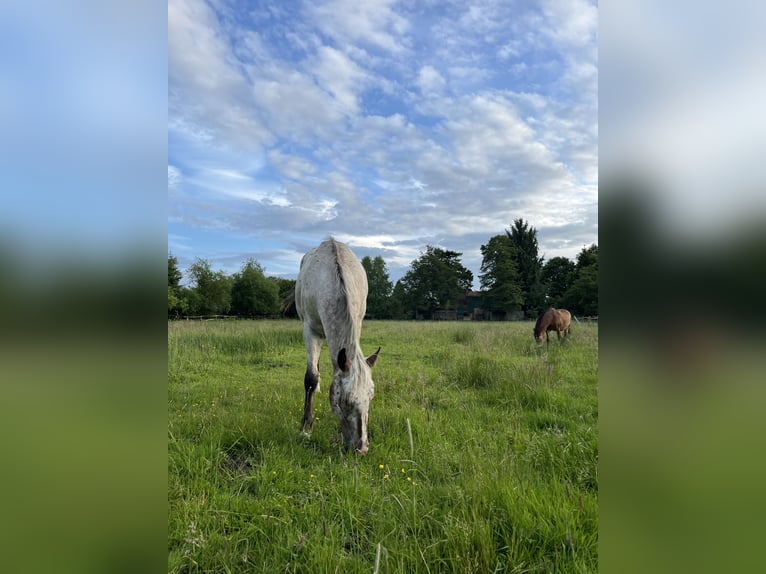 Appaloosa Wallach 3 Jahre 153 cm Roan-Bay in Kutenholz