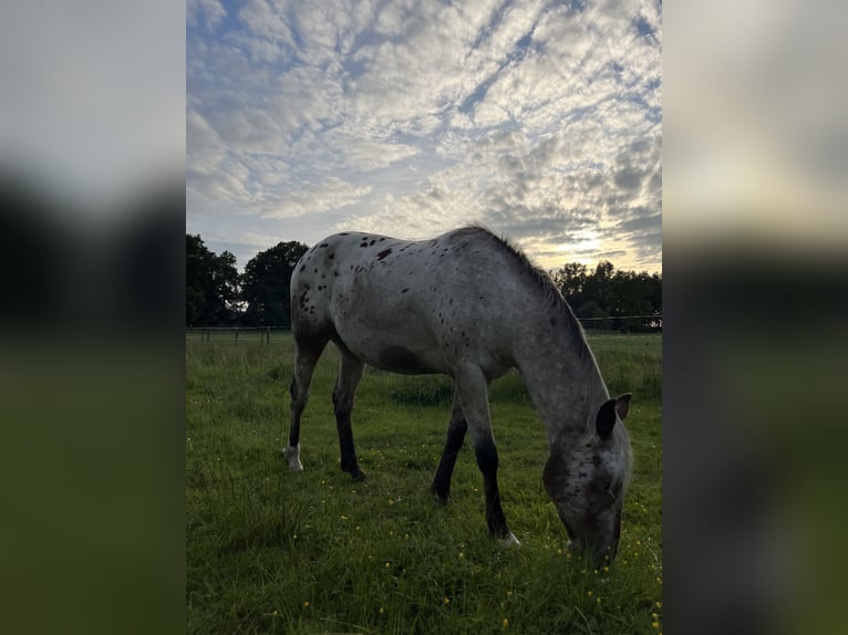 Appaloosa Wallach 3 Jahre 153 cm Roan-Bay in Kutenholz