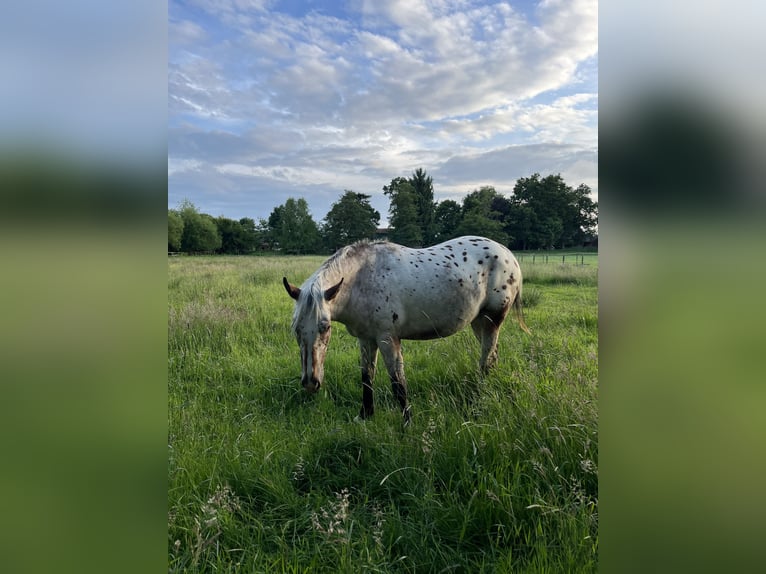 Appaloosa Wallach 3 Jahre 153 cm Roan-Bay in Kutenholz