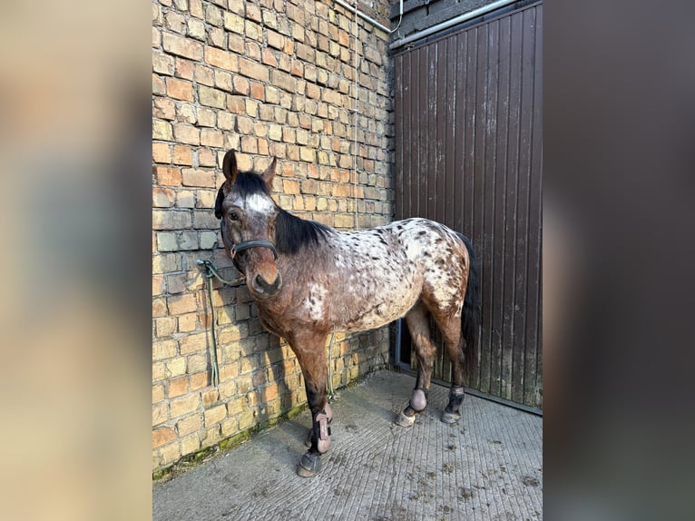 Appaloosa Mix Wallach 3 Jahre 153 cm Tigerschecke in Sohland am Rotstein