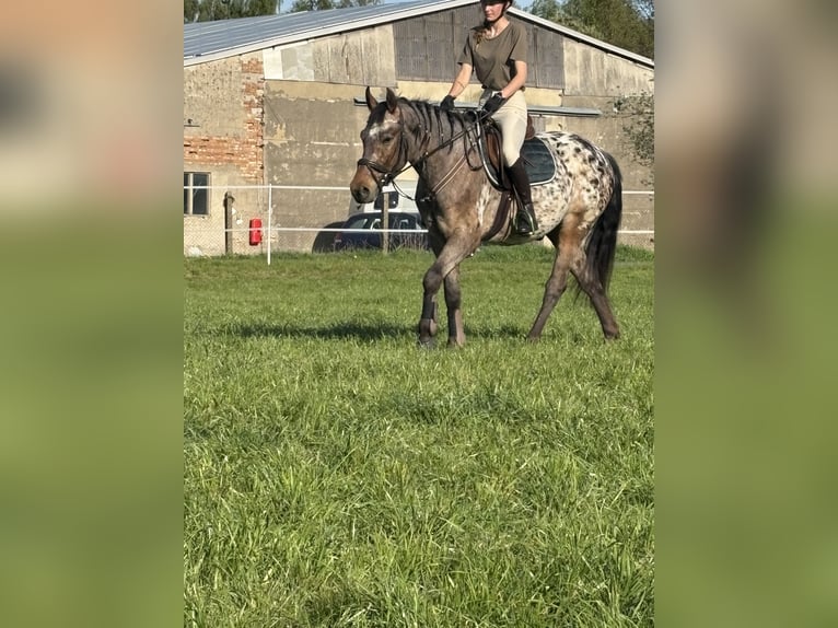 Appaloosa Mix Wallach 3 Jahre 153 cm Tigerschecke in Sohland am Rotstein