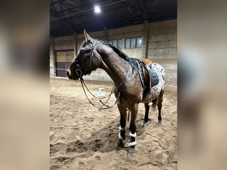 Appaloosa Mix Wallach 3 Jahre 153 cm Tigerschecke in Sohland am Rotstein