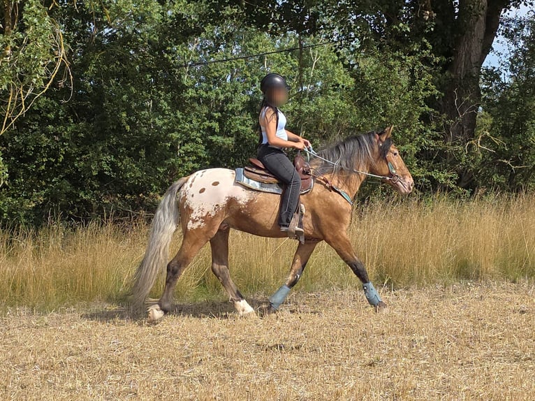 Appaloosa Mix Wallach 3 Jahre 154 cm Tigerschecke in Linkenbach