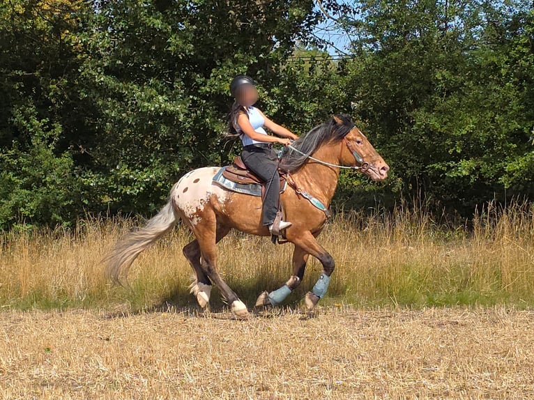 Appaloosa Mix Wallach 3 Jahre 154 cm Tigerschecke in Linkenbach
