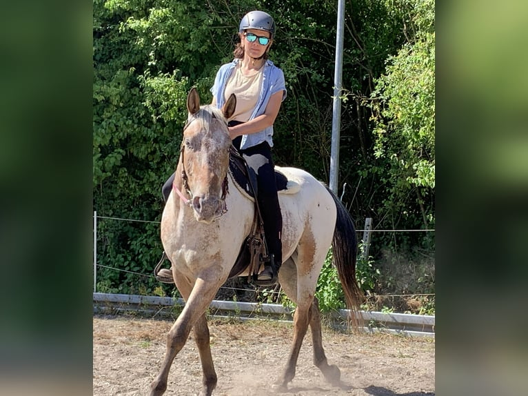 Appaloosa Wallach 3 Jahre 155 cm Brauner in Berching