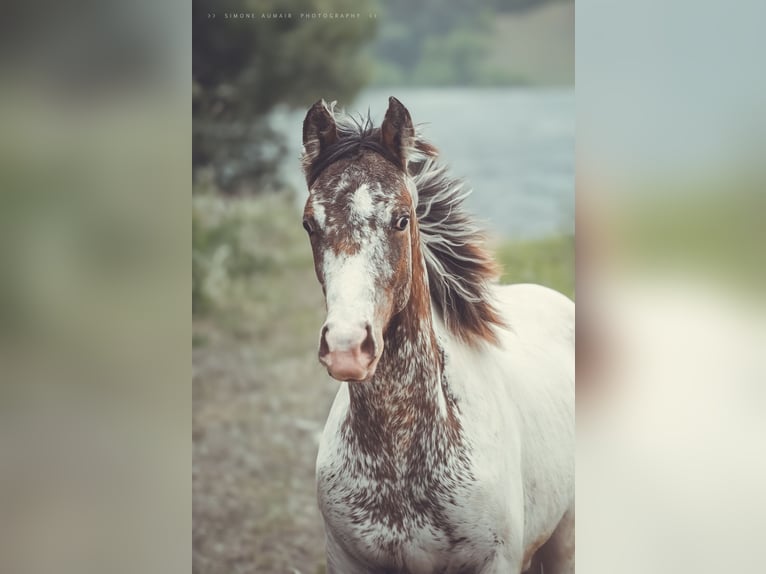 Appaloosa Wallach 3 Jahre 155 cm in Stein