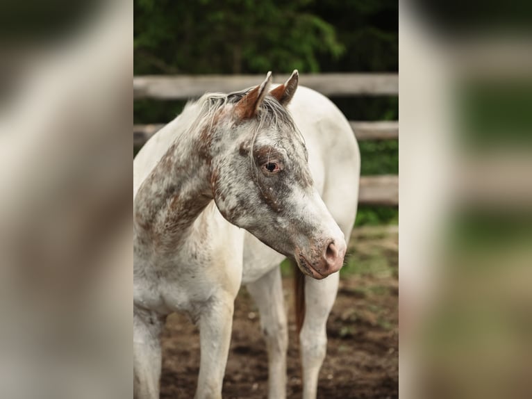 Appaloosa Wallach 3 Jahre 155 cm in Stein