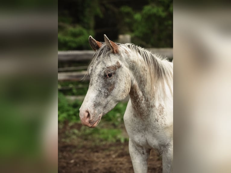 Appaloosa Wallach 3 Jahre 155 cm in Stein