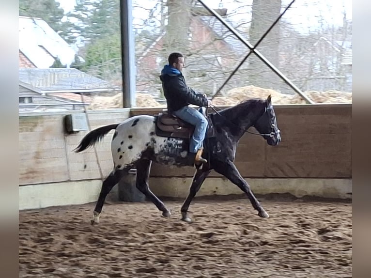 Appaloosa Wallach 3 Jahre 155 cm Schwarzbrauner in Boortmeerbeek