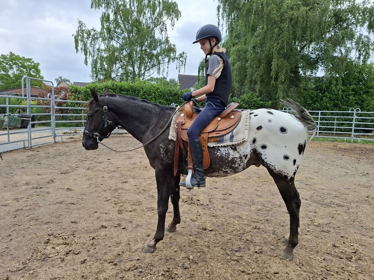 Appaloosa Wallach 3 Jahre 155 cm Schwarzbrauner in Boortmeerbeek