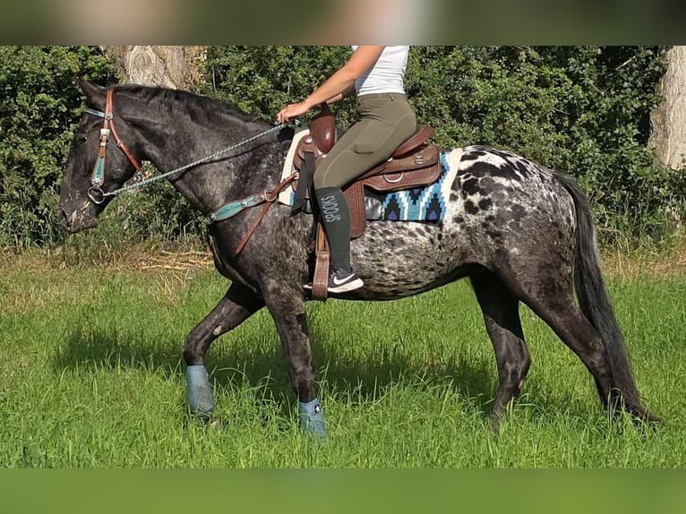 Appaloosa Wallach 3 Jahre 155 cm Tigerschecke in Linkenbach