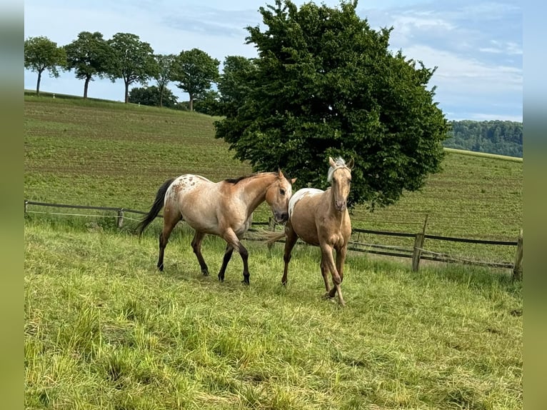 Appaloosa Wallach 3 Jahre 157 cm Palomino in Schieder-Schwalenberg