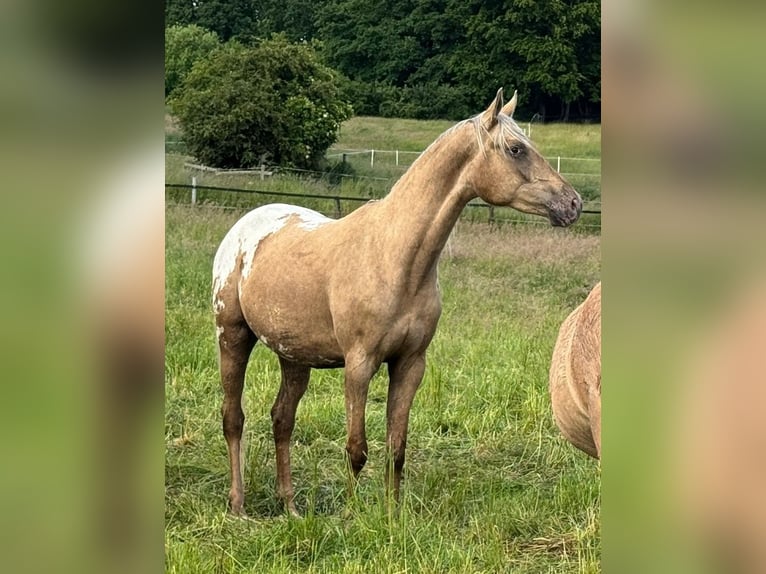 Appaloosa Wallach 3 Jahre 157 cm Palomino in Schieder-Schwalenberg