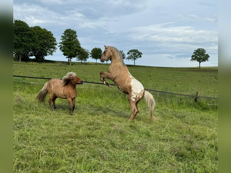 Appaloosa Wallach 3 Jahre 157 cm Palomino in Schieder-Schwalenberg