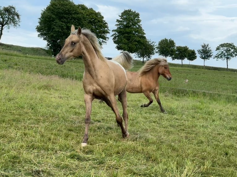 Appaloosa Wallach 3 Jahre 157 cm Palomino in Schieder-Schwalenberg