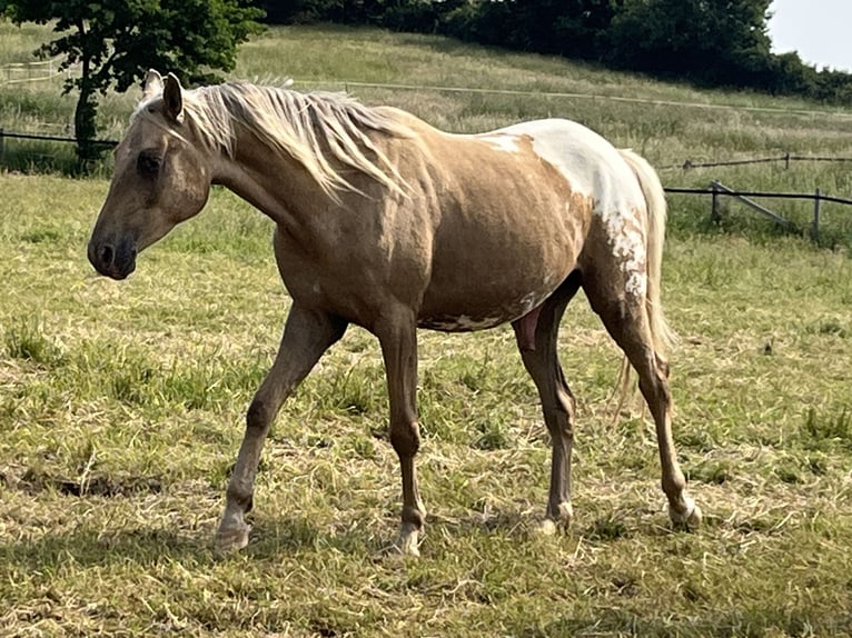 Appaloosa Wallach 3 Jahre 157 cm Palomino in Schieder-Schwalenberg