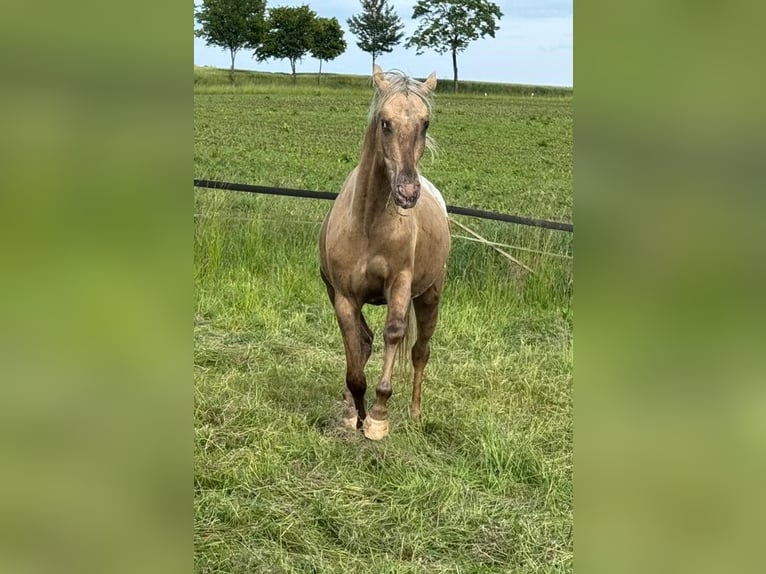 Appaloosa Wallach 3 Jahre 157 cm Palomino in Schieder-Schwalenberg
