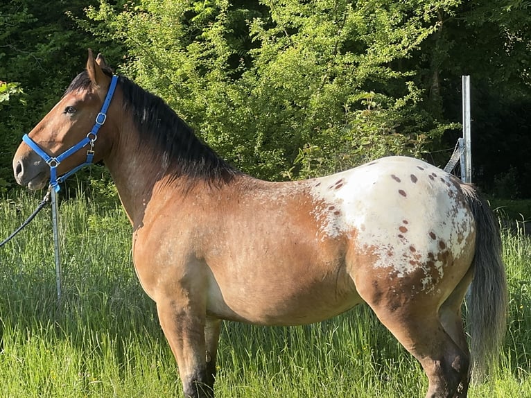 Appaloosa Wallach 3 Jahre 157 cm Tigerschecke in Fuchstal