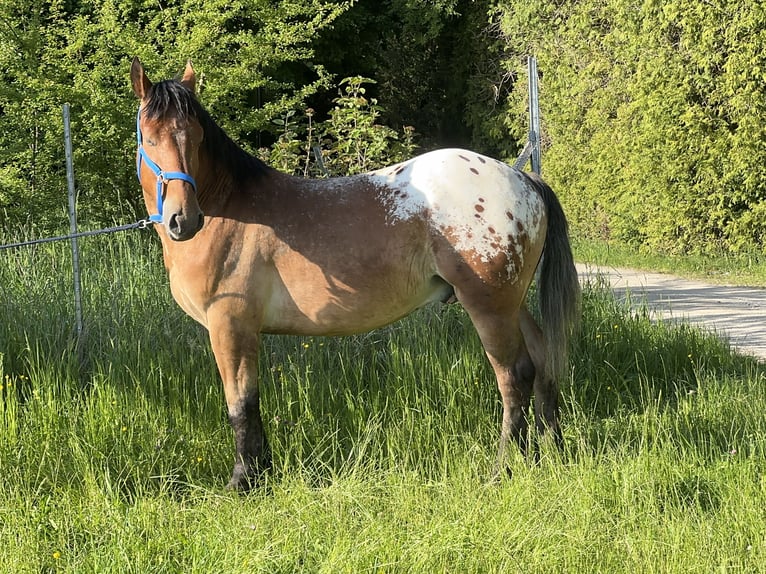Appaloosa Wallach 3 Jahre 157 cm Tigerschecke in Fuchstal