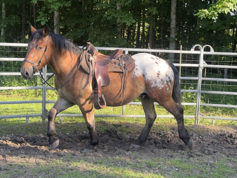 Appaloosa Wallach 3 Jahre 157 cm Tigerschecke in Fuchstal