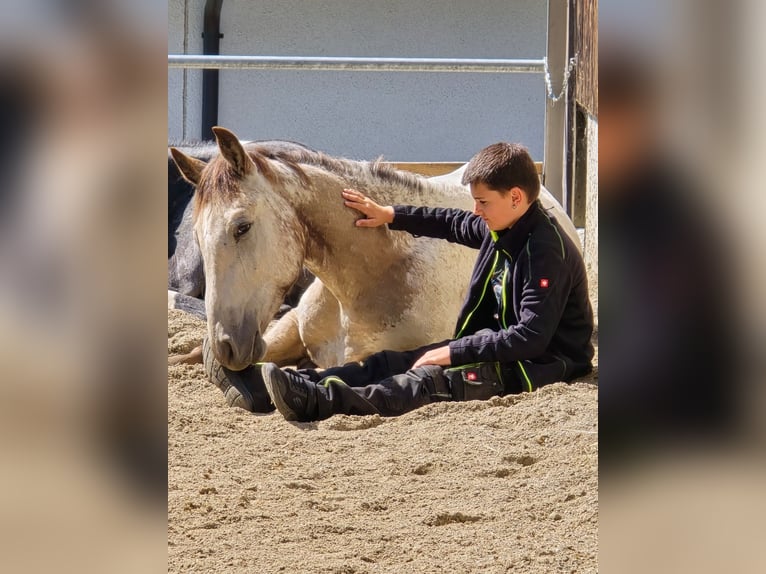 Appaloosa Wallach 3 Jahre 158 cm Buckskin in Sommeri