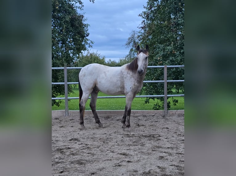 Appaloosa Wallach 3 Jahre 158 cm Buckskin in Sommeri