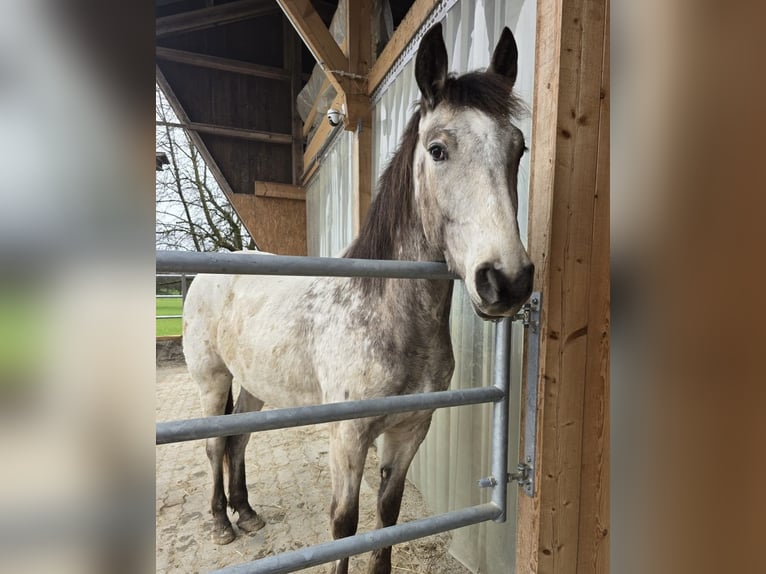 Appaloosa Wallach 3 Jahre 158 cm Buckskin in Sommeri