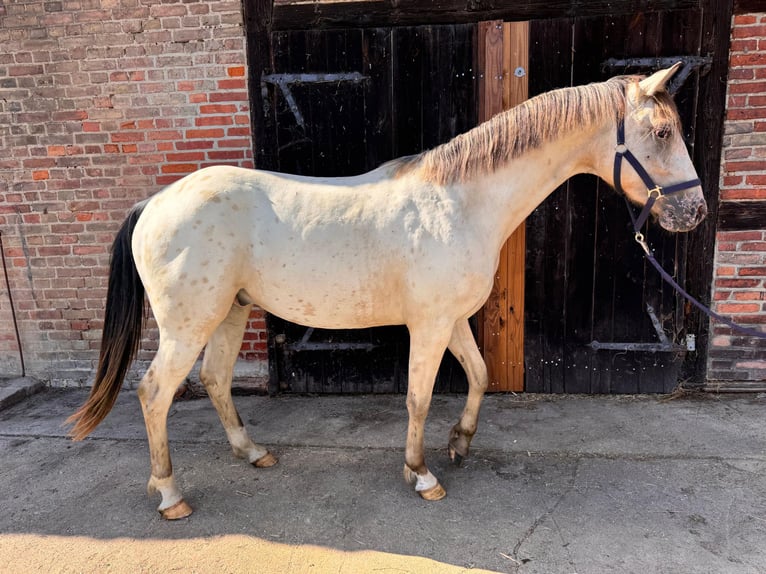 Appaloosa Wallach 3 Jahre 160 cm Buckskin in Rubkow